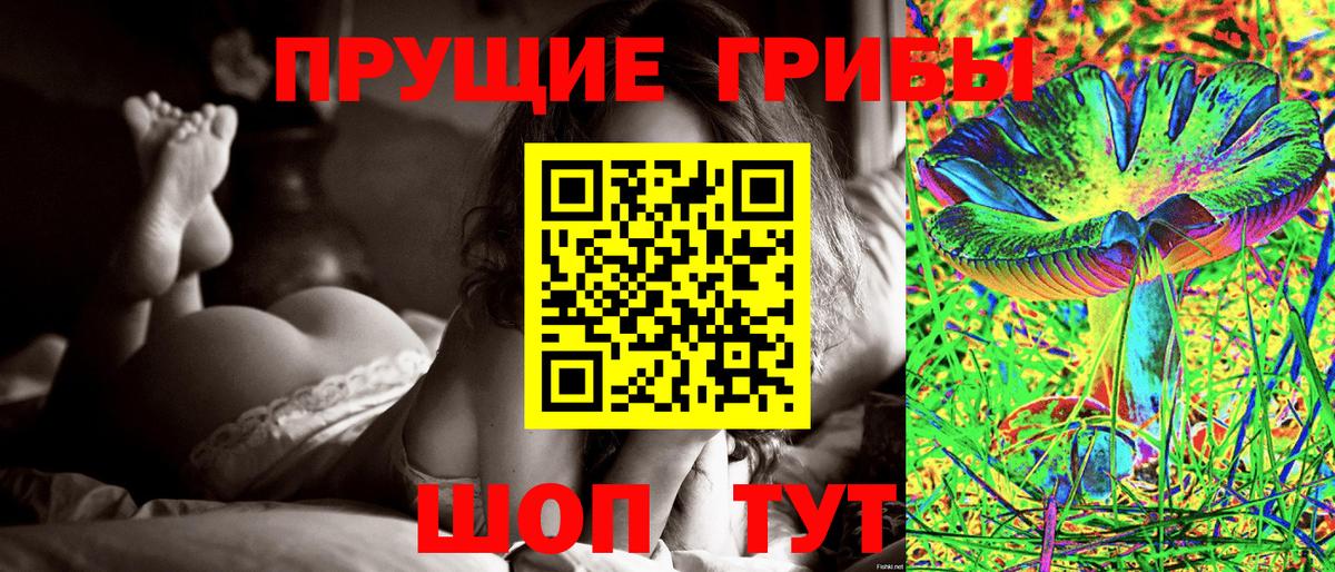 Псилоцибиновые грибы Psilocybe Карачаевск